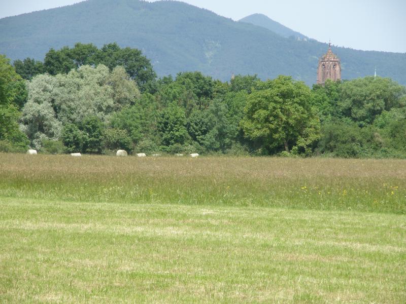 Vue d'un champ et du château du Haut-Koenigsbourg en arrière plan