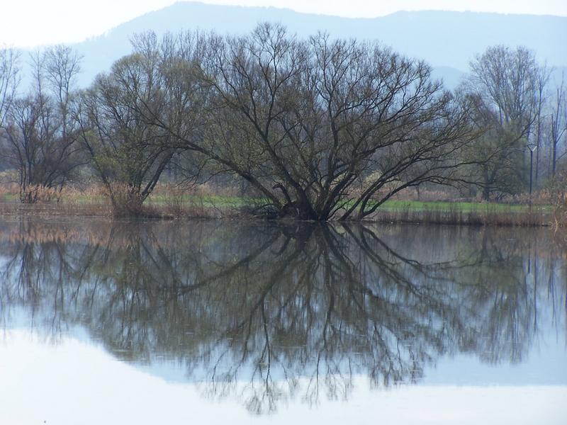 Paysage de l'Ill*Wald